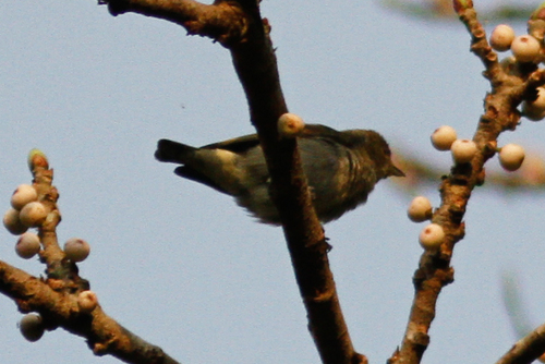 Pachyglossa agilis