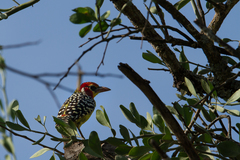 Trachyphonus erythrocephalus