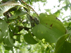 Dioscorea buckleyana