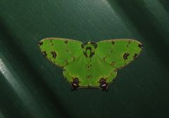Agathia lycaenaria