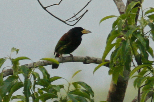 Psilopogon virens