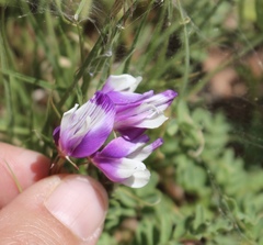 Astragalus lindheimeri