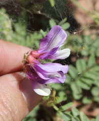 Astragalus lindheimeri