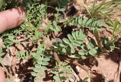 Astragalus lindheimeri