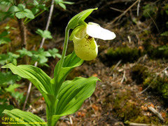 Cypripedium flavum