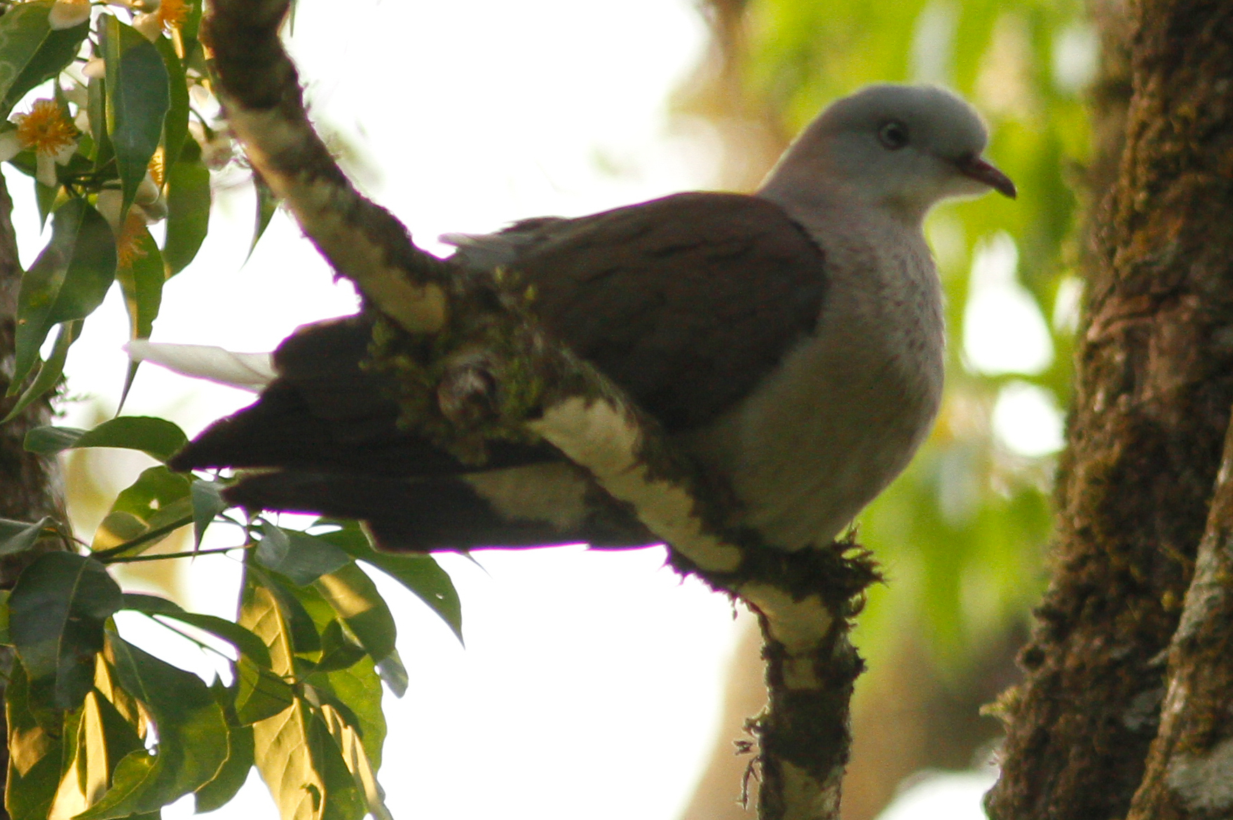 Mountain Imperial Pigeon