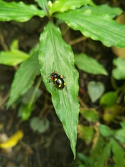 Eumorphus quadriguttatus pulchripes
