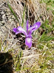 Iris ruthenica