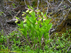 Cypripedium flavum