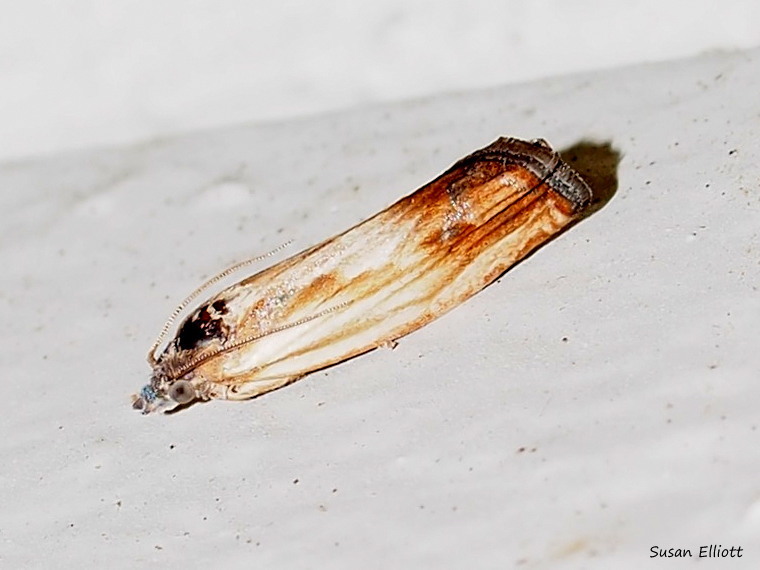 Essex Eucosma Moth