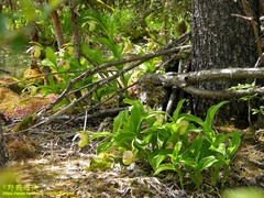 Cypripedium flavum
