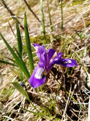 Iris ruthenica