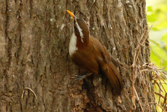 Pomatorhinus schisticeps
