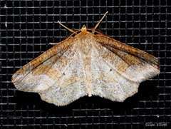 Metarranthis indeclinata