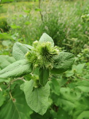 Arctium minus