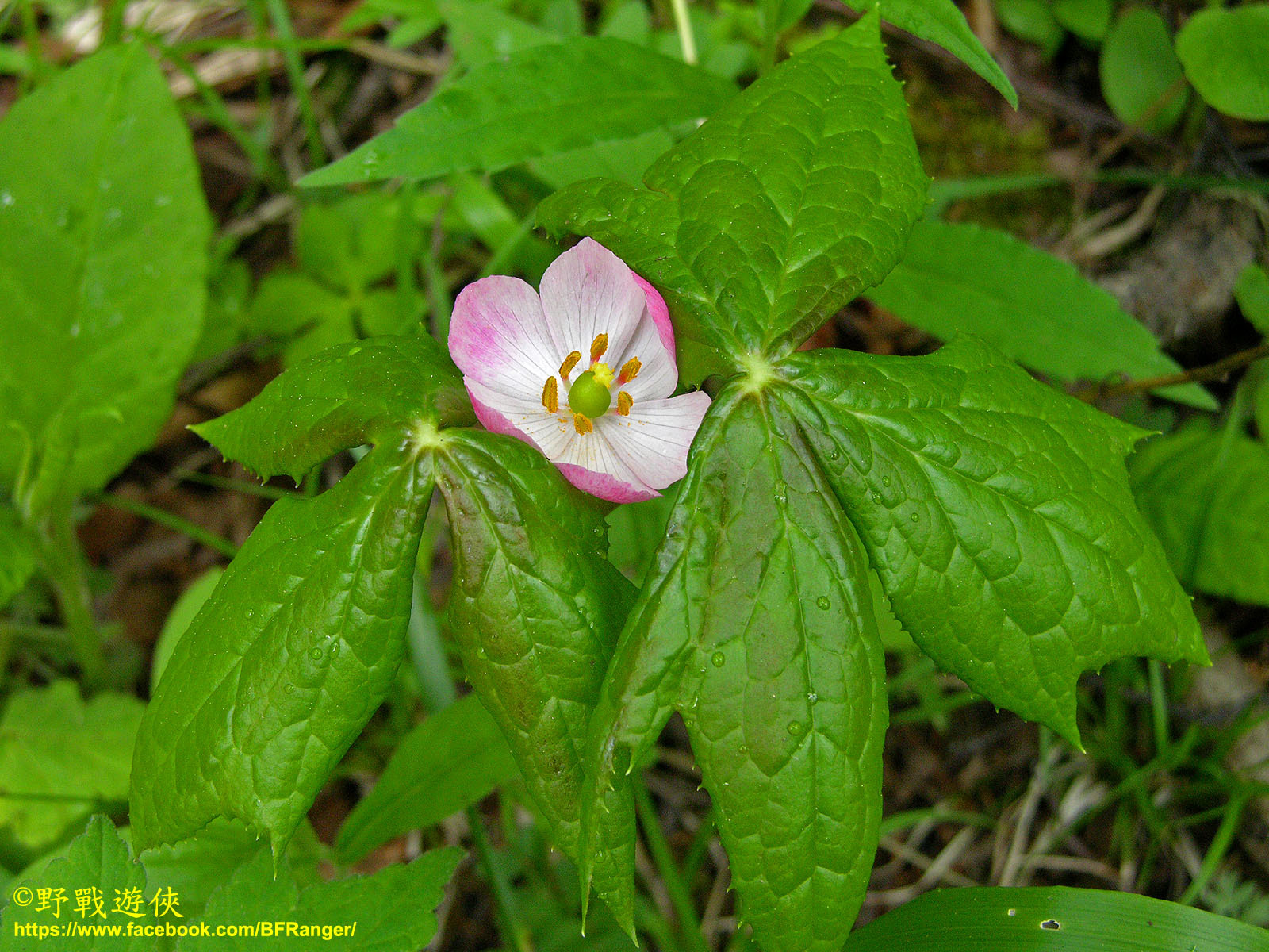 Podophyllum