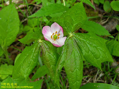 Podophyllum hexandrum
