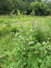Arctium minus