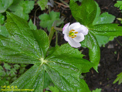 Podophyllum hexandrum
