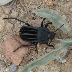 Alphasida holosericea