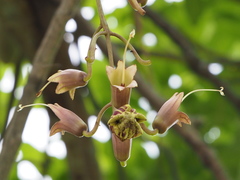 Kigelia africana africana
