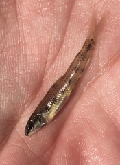 Zebra Darter photo 2
