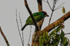 Psilopogon asiaticus