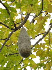 Kigelia africana africana
