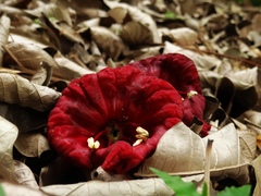 Kigelia africana africana