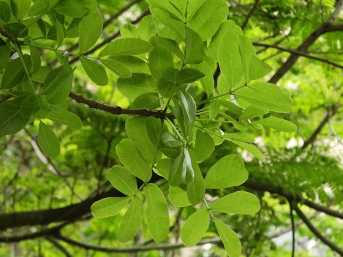 Sausage tree