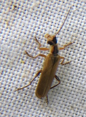 Cantharis decipiens