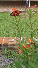 Danaus plexippus