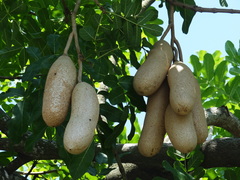 Kigelia africana africana