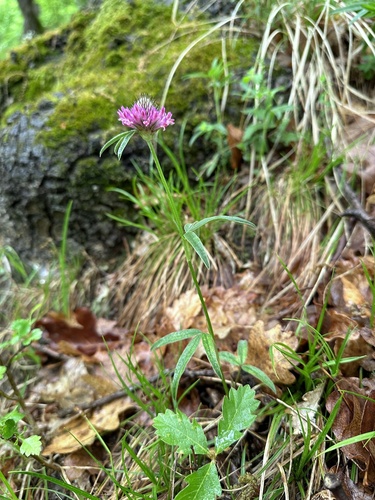   プレート Trifolium alpestre alpine zigzag clover (Trifolium alpestre) · iNaturalist