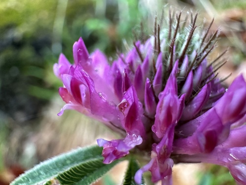 alpine zigzag clover (Trifolium alpestre) · iNaturalist