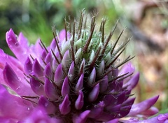 alpine zigzag clover (Trifolium alpestre) · iNaturalist