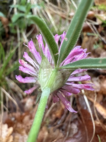 alpine zigzag clover (Trifolium alpestre) · iNaturalist