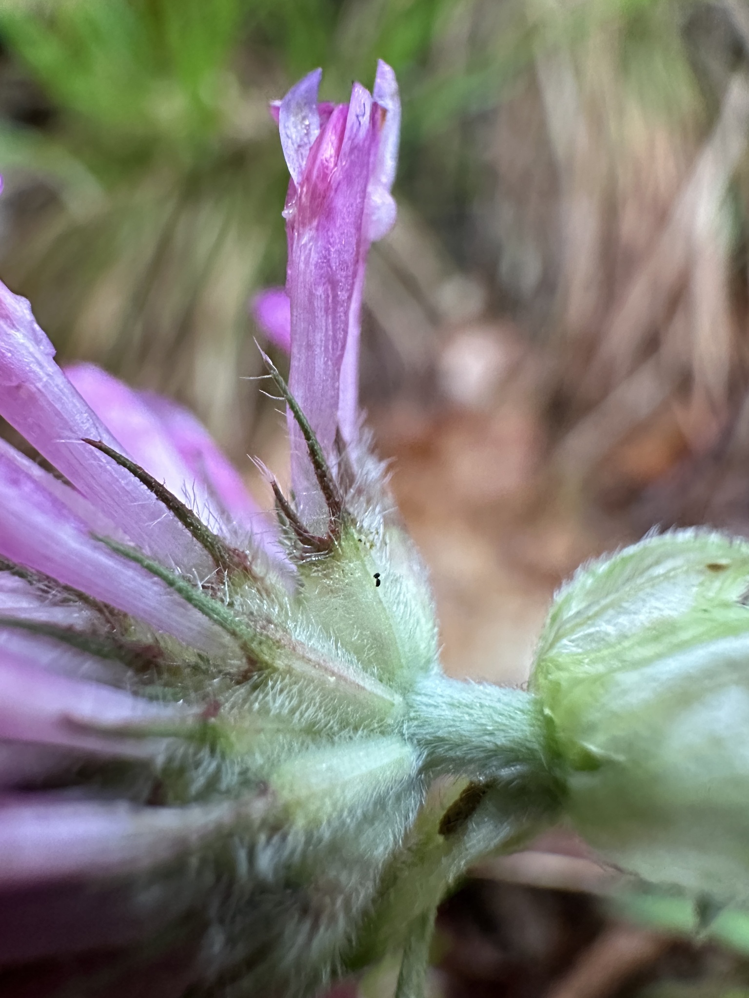 alpine zigzag clover (Trifolium alpestre) · iNaturalist