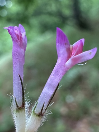 alpine zigzag clover (Trifolium alpestre) · iNaturalist