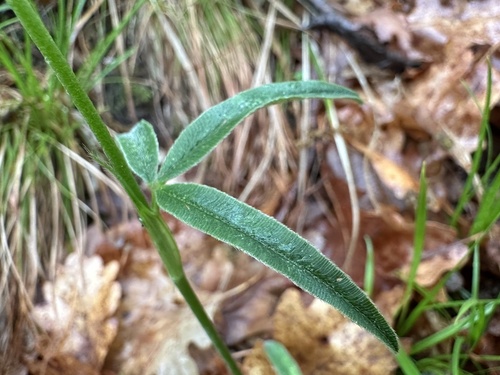 alpine zigzag clover (Trifolium alpestre) · iNaturalist