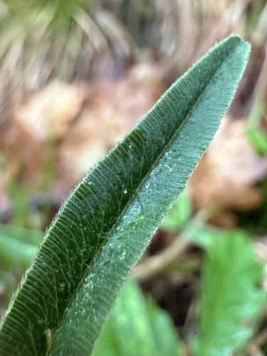 alpine zigzag clover (Trifolium alpestre) · iNaturalist