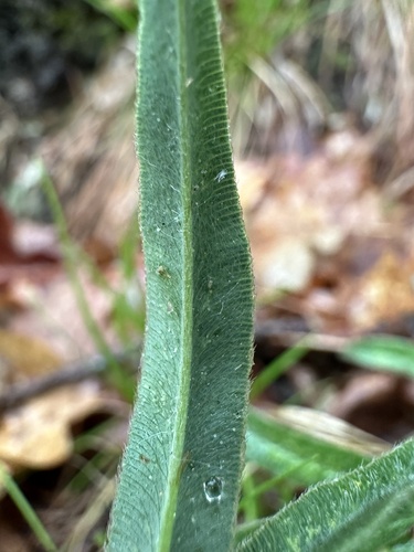 alpine zigzag clover (Trifolium alpestre) · iNaturalist