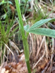 alpine zigzag clover (Trifolium alpestre) · iNaturalist