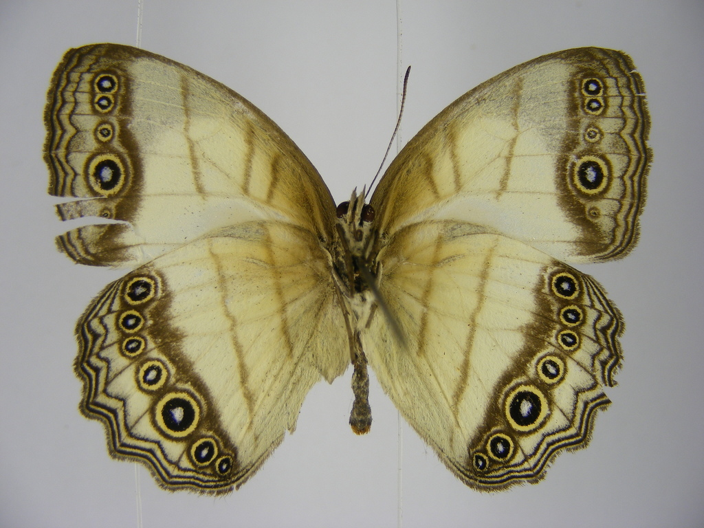 Eastern Hallelesis