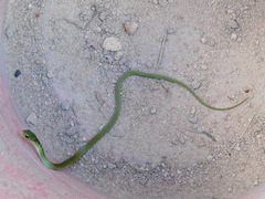 Philothamnus hoplogaster