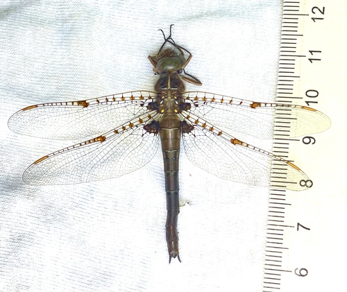 Umber Shadowdragon photo 5
