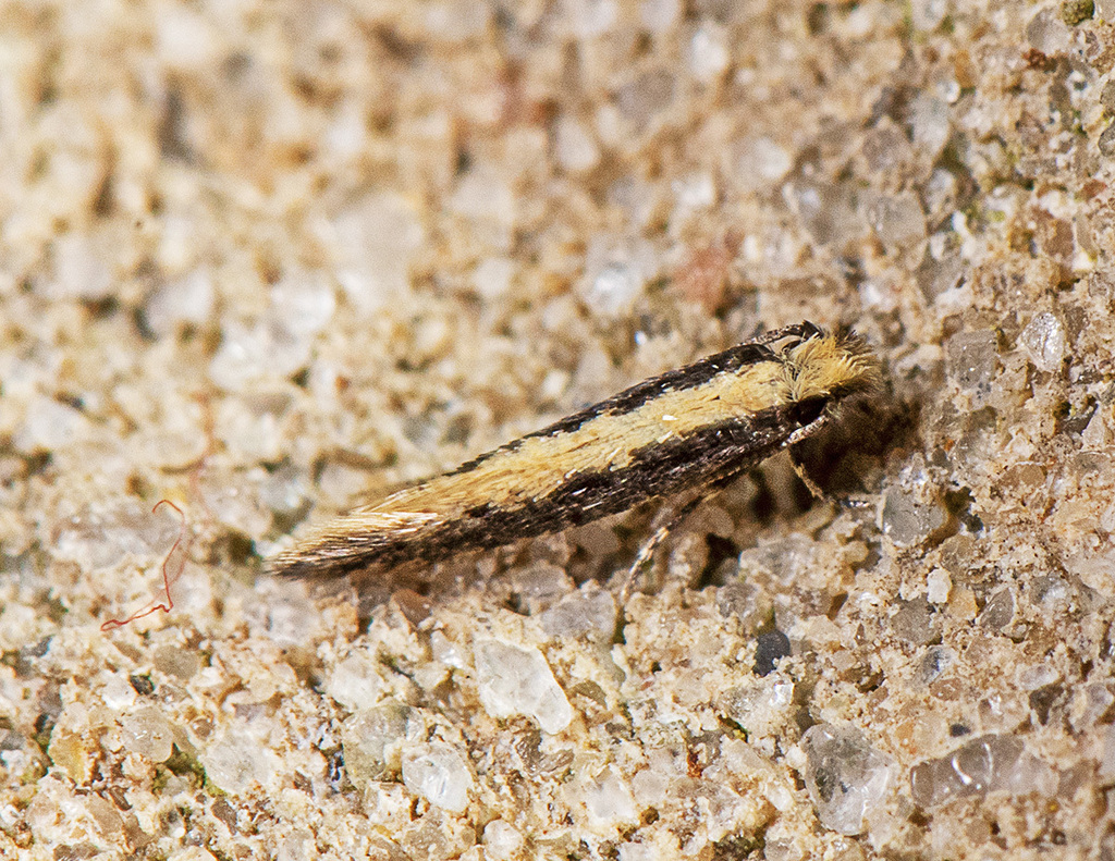 Bird Nest Moth from Canyon Lake, TX, USA on May 8, 2024 at 1037 PM by