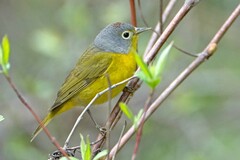 Nashville Warbler photo 4