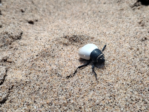 Onymacris candidipennis
