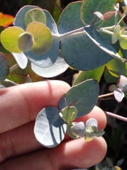 Eucalyptus cinerea